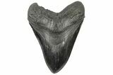 Fossil Megalodon Tooth - South Carolina #185217-2